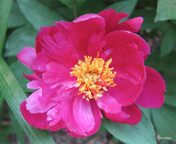 Shades of Peony by Lisa Shea